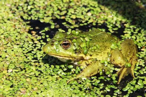 Frog Stock Photos