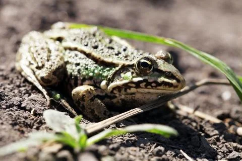 Frog Stock Photos