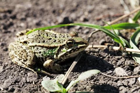 Frog Stock Photos