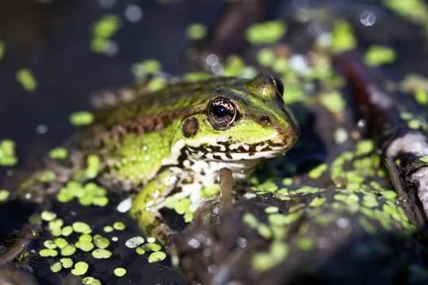 Frog Stock Photos