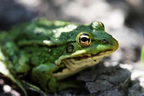 Frog Stock Photos