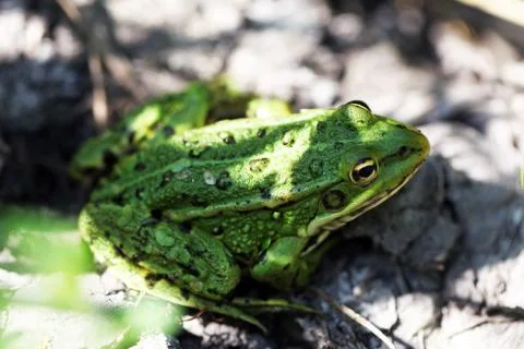 Frog Stock Photos