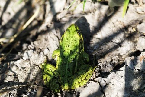 Frog Stock Photos