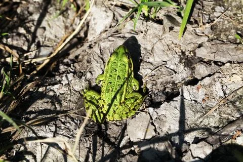 Frog Stock Photos
