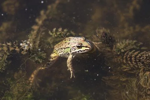 Frog Stock Photos