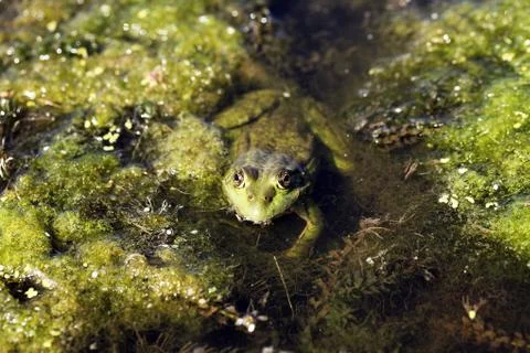 Frog Stock Photos