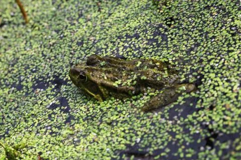 Frog Stock Photos