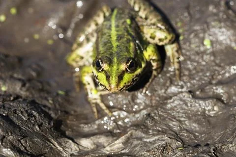 Frog Stock Photos