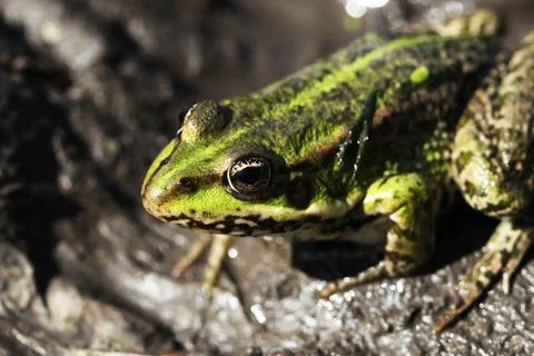Frog Stock Photos