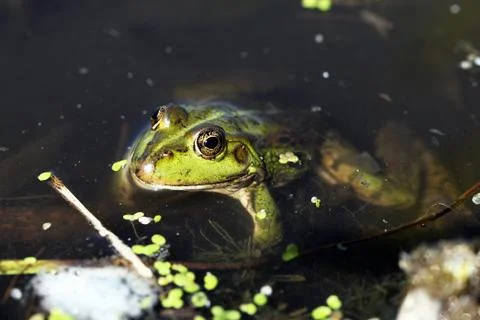 Frog Stock Photos