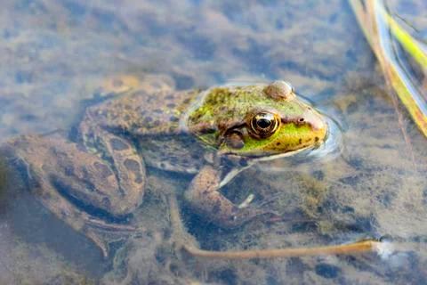 Frog Stock Photos