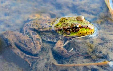 Frog Stock Photos