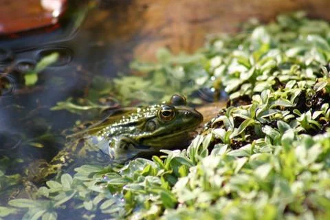 Frog Stock-Fotos