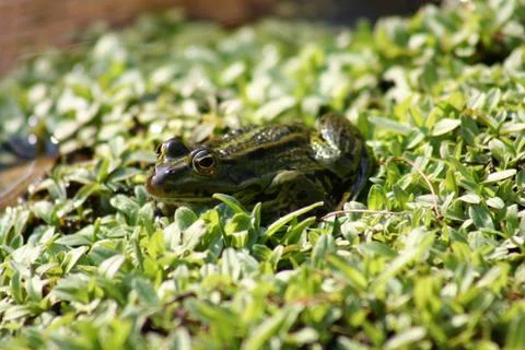 Frog Stock Photos