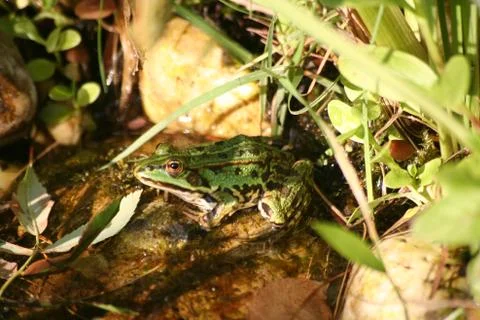 Frog Stock Photos