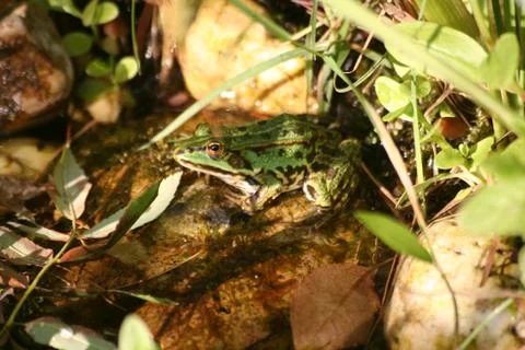 Frog Foto stock