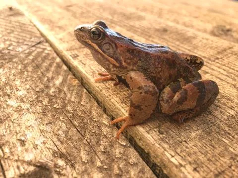 Frog Stock Photos