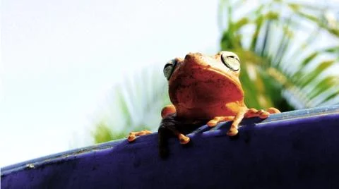 A FROG 스톡 사진