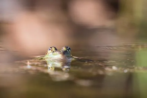 The frog Stock Photos