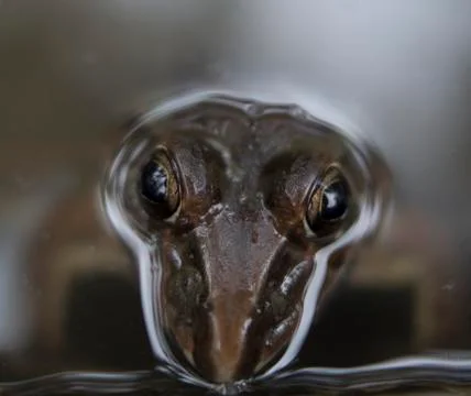 Frog Stock Photos