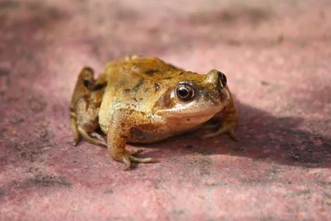 Frog. Stock Photos