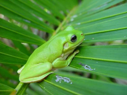 Frog Foto stock