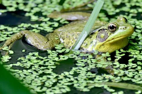 Frog Stock Photos