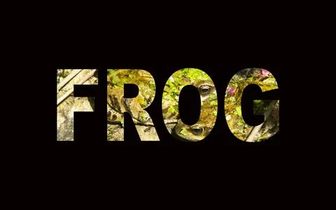 Frog. Stock Photos