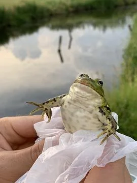 Frog Fotos de archivo