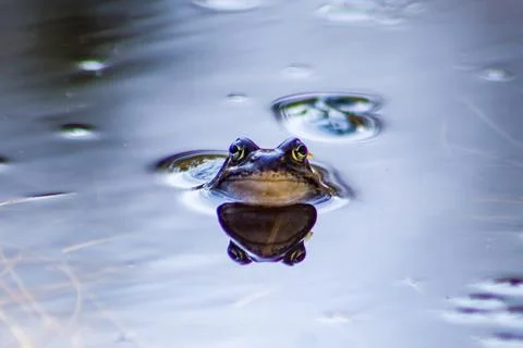 Frog Stock Photos