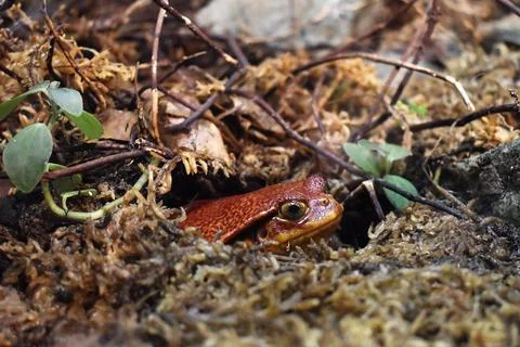 Frog Fotos de archivo