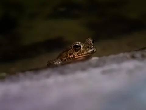 Frog Stock-Fotos