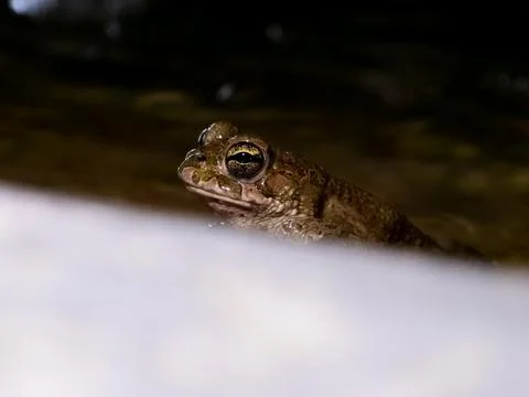 Frog Stock-Fotos