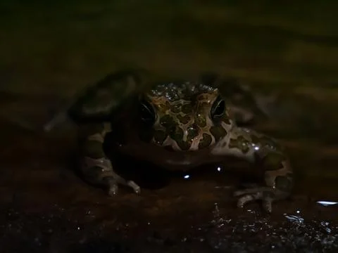 Frog Stock-Fotos