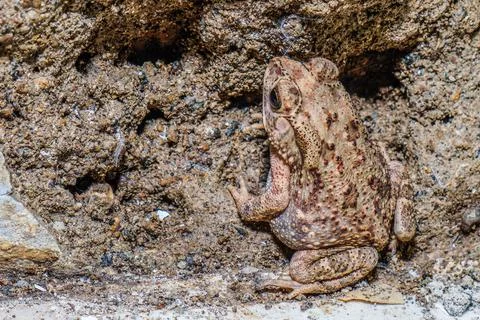 Frog Stock Photos