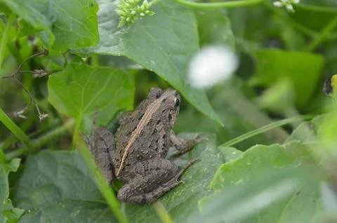 Frog Stock Photos