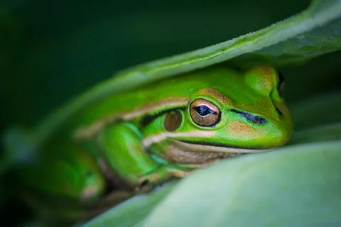 Frog Stock Photos