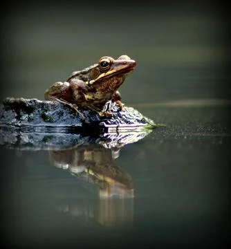 Frog on Stock Photos