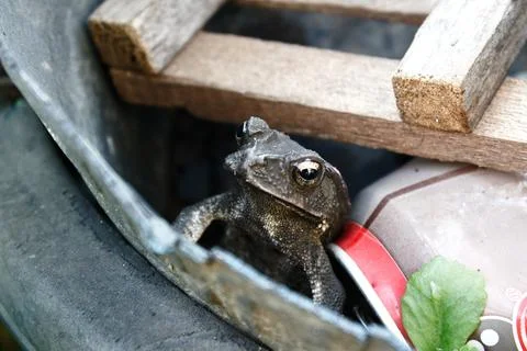 Frog Foto stock