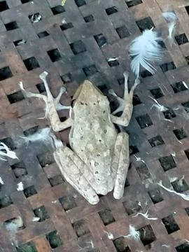 Frog 스톡 사진