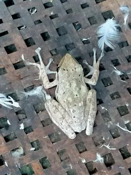 Frog Stockfoto's