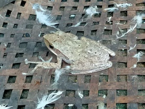 Frog 스톡 사진