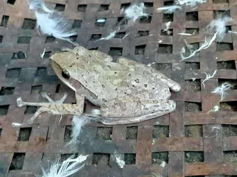 Frog 스톡 사진