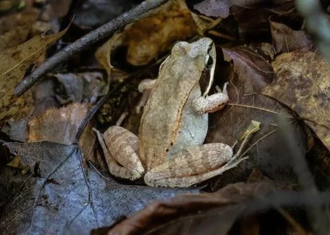 Frog 스톡 사진