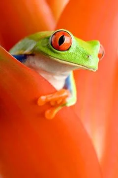 Frog in a plant Stock Photos