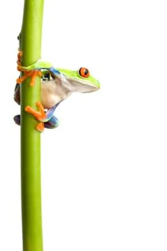 Frog on plant stem isolated Foto stock