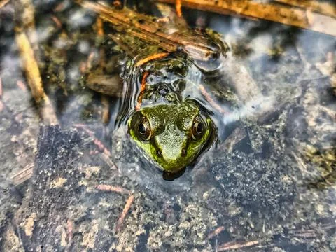 Frog poking its head up from a puddle. Stock Photos