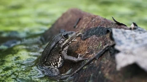 Frog in Polluted Pond Close-Up Stock Footage 303758619