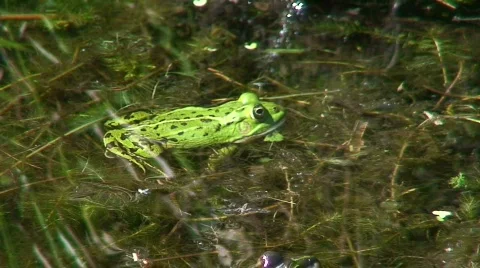 Frog in a pond 1 Stock Footage 88317