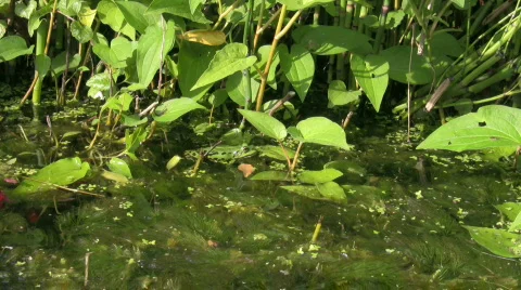 Frog in the pond 1 Stock Footage 315648